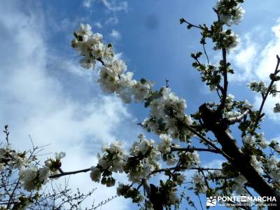 Cerezos flor Jerte; Nogaleas; caminar; programa de actividades; senderismo;recorrido rio tajo